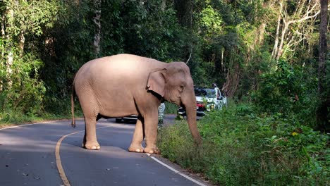 Seen-feeding-on-the-side-of-the-road-as-two-vehicles-wait-for-it-to-finish,-Indian-Elephant-Elephas-maximus-indicus,-Thailand