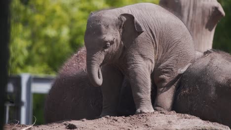 Tired-baby-asian-elephant-leaning-on-its-mother-to-rest,-Rotterdam-zoo