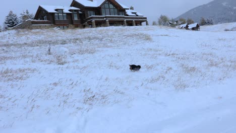 Hund,-Der-Einen-Steilen-Hügel-Im-Schneebedeckten-Feld-Hinaufläuft-4k-Zeitlupe