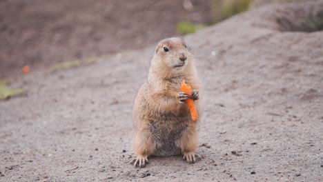 Black-tailed-Prairie-Dog-sitting-on-dirt-ground-and-eating-carrot