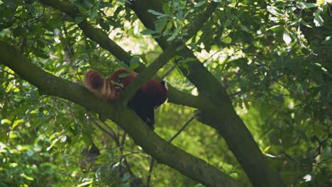 Red-panda-looking-for-safe-route-in-tree-branches,-then-walking-on