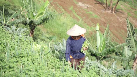 Slow-Motion---Close-up-of-old-woman-with-wooden-traditional-hat-harvesting-vegetables-on-plantation-during-morning