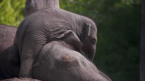 Bebé-Elefante-Asiático-Arrastrándose-Sobre-Su-Madre-Dormida,-Tratando-De-Jugar