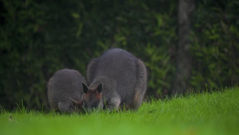 Zwei-Sumpf-Wallabys,-Die-Auf-Grünem-Gras-In-Der-Nähe-Einer-Waldhecke-Grasen