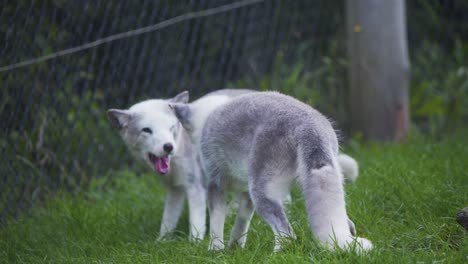Two-arctic-foxes-in-zoo-exhibit-playfully-fighting-together