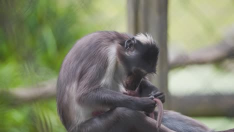 Sooty-Mangabey-monkey-mother-grooming-tail-of-her-newborn-baby-in-zoo