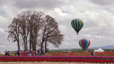 Wooden-shoe-tulip-farm-with-tractor-and-hot-air-balloons-near-portland-oregon