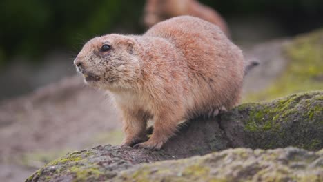 Prairie-dog-standing-next-to-rock-burrow-hole-and-chewing-carrot-bits