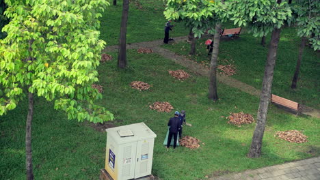 Aerial-view-of-workers-sweep-fallen-leaves-with-a-rake-and-put-it-into-bags