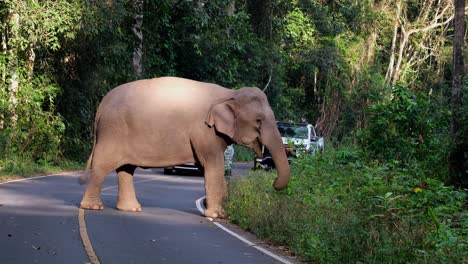 Backing-off-while-feeding-on-grass-on-the-pavement-while-two-white-vehicles-stop-to-wait,-Indian-Elephant-Elephas-maximus-indicus,-Thailand