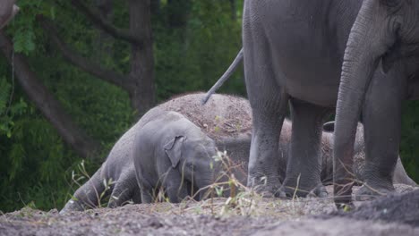 Baby-asian-elephant-grazing-with-rest-of-herd-next-to-sleeping-mother