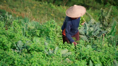 Close-up-of-old-woman-with-Asien-conical-hat-harvesting-vegetables-on-plantation-at-sunlight---slow-motion