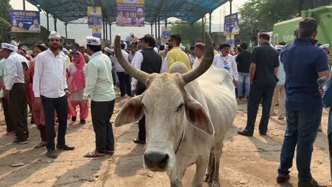 A-cow-stands-near-Aam-Aadmi-party-supporters-during-a-political-event