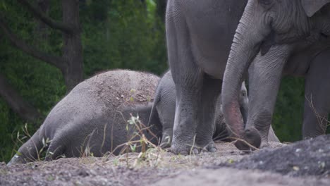 Baby-Asiatischer-Elefant,-Der-In-Der-Nähe-Der-Schlafenden-Mutter-Und-Der-Weidenden-Herde-Bleibt