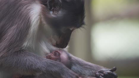Sooty-Mangabey-breastfeeding-her-newborn-baby-while-grooming-its-fur