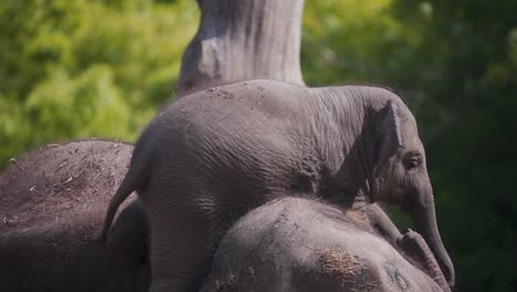 Baby-Asiatischer-Elefant-Klettert-über-Seine-Schlafende-Mutter,-Um-Mit-Ihr-Zu-Spielen