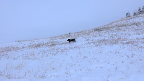 Australischer-Schäferhund,-Der-Einen-Schneebedeckten-Hügel-In-Bozeman-Montana-4k-Zeitlupe-Hinunterläuft