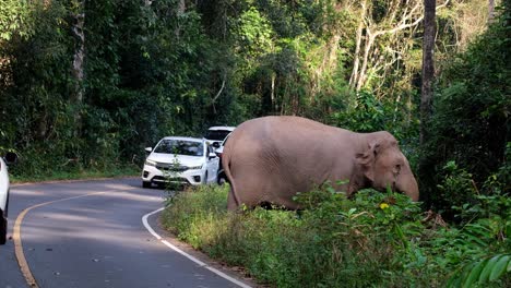 Vehículos-Que-Pasan-Mientras-Este-Joven-Se-Alimenta-De-Hierba-Al-Borde-De-La-Carretera,-Elefante-Indio-Elephas-Maximus-Indicus,-Tailandia