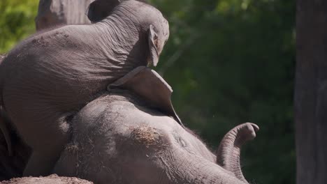 Madre-Elefante-Asiática-Dormida-Tirando-De-La-Trompa-De-Su-Molesto-Bebé