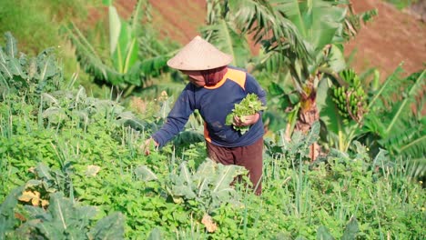 Slow-Motion---Close-up-of-old-woman-with-Asien-conical-hat-harvesting-vegetables-on-plantation-during-morning