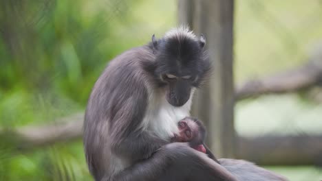 Sooty-Mangabey-monkey-mother-cradling-sleeping-baby,-licking-her-paws