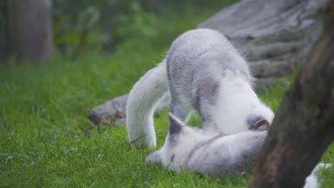 Polarfuchs-Kriecht-Näher,-Um-Einen-Anderen-Fuchs-Zu-Necken,-Der-Im-Gras-Liegt