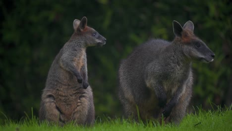 Pair-of-Swamp-Wallabies-standing-in-green-grass-and-looking-around