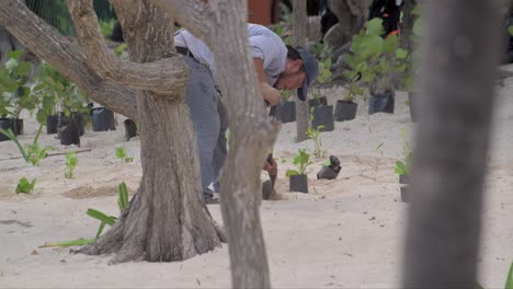 Gärtner-Arbeiter-Pflanzen-Coccoloba-Uvifera-Eine-Einheimische-Pflanze-Aus-Cancun-Im-Sand-Am-Strand