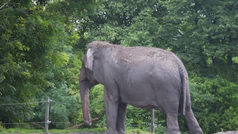 Asian-elephant-in-exhibit-swinging-tree-branch-with-trunk-in-triumph