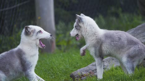 Two-arctic-foxes-playfully-fighting-in-green-grass-in-zoo-exhibit