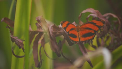Orange-tiger-butterfly-sitting-on-dry-blossom-and-then-flying-away