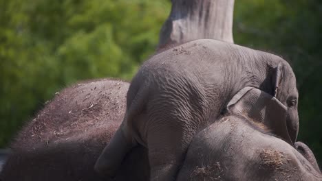 Baby-asian-elephant-climbing-clumsily-over-its-sleeping-mother-to-play