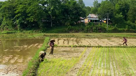 Vorbeifahrt-An-Einer-Idyllischen-Ländlichen-Reisfeldszene-Mit-Bauern,-Die-In-Bangladesch-Samen-Pflanzen