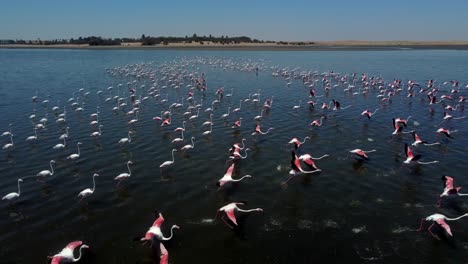 Drone-shot-of-flamingos-near-Namib-desert,-Namibia---drone-is-flying-over-the-swarm-towards-the-desert