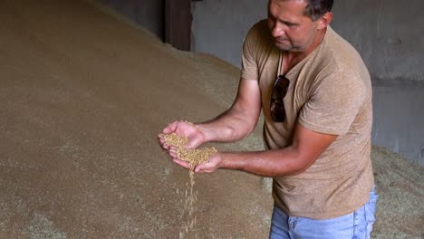 A-wheat-farmer-is-seen-in-his-grain-storage-warehouse-as-he-separates-the-grain-from-the-chaff-after-harvesting-it-from-his-wheat-crop-fields-during-the-summer-in-Ukraine
