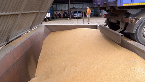 Wheat-farmers-store-large-quantities-of-grain-in-a-warehouse-facility-during-the-shed-harvest-summer-season-in-Ukraine