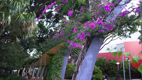 Handheld-motion-panning-up-shot-capturing-beautiful-grand-arbour-pedestrian-walkway-covering-with-lush-green-foliage-and-brilliant-pink-flowering-bouganvilleas-in-spring-season-on-an-idyllic-day