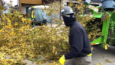 Arborist-loading-cut-tree-branches-and-limbs-into-wood-chipper