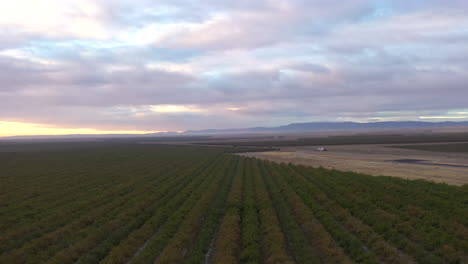 Tree-orchards-and-farmlands-in-Central-Valley,-California