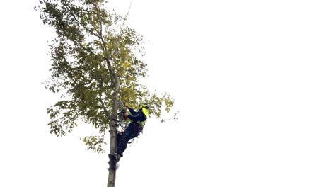 Arborist-atop-tree-cutting-limbs-and-branches-with-chainsaw