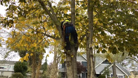 Arborist-cutting-tree-limbs-and-branches-with-chainsaw