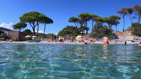 Tourists-at-Palombaggia-beach-in-southern-Corsica-surrounded-by-pine-trees-with-azure-and-blue-clear-sea-water,-France