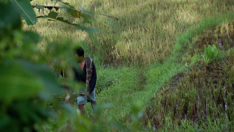 Indonesian-male-farmer-walking-by-rice-fields-during-sunny-day,slow-motion