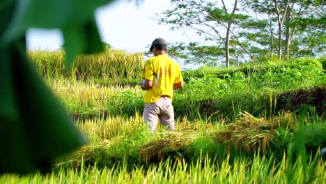 Nahaufnahme-Eines-Asiatischen-Bauernmannes,-Der-Reispflanzen-Auf-Reisfeldern-Erntet-Und-Mit-Dem-Smartphone-Anruft