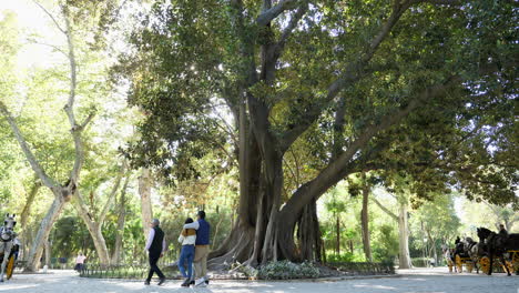 Turistas-En-Carruaje-Y-Caballos-Y-Hermoso-árbol-Banyan-En-El-Parque-Maria-Luisa-En-Sevilla,-Estático