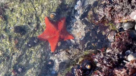 Red-Sea-Star-In-A-Shallow-Tide-Pool-Surrounded-By-Hermit-Crabs-And-Sea-Snails