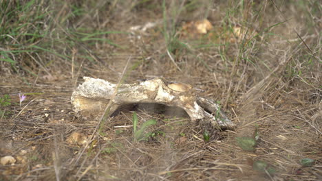 A-dry-bone-lying-on-the-ground-in-the-Carmel-forests,-Israel