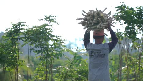 Asian-Man-Carrying-Cassava-trunks-on-head,-working-on-farm-field-in-Indonesia,-slow-motion