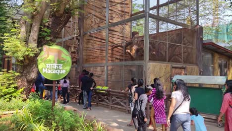 Videoaufnahme-Eines-Singboards-Aus-Makaken-Und-Affenkäfigen-Im-Zoo-Von-Byculla-Zoo-Oder-Victoria-Gardens-Veermata-Jijabai-Bhonsale-Udyan-Bombay-Mumbai