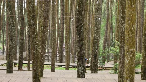 Yogyakarta,-Indonesia---Nov-25,-2022-:-couple-walking-among-trees-in-pine-forest